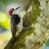 Datel cernolici - Melanerpes pucherani - Black-cheeked Woodpecker o6506